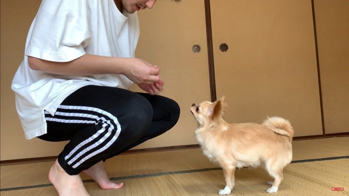 みるくちゃんの前で死んだフリをしたら⑩