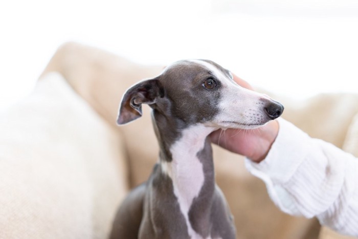 飼い主に撫でられている犬の横顔