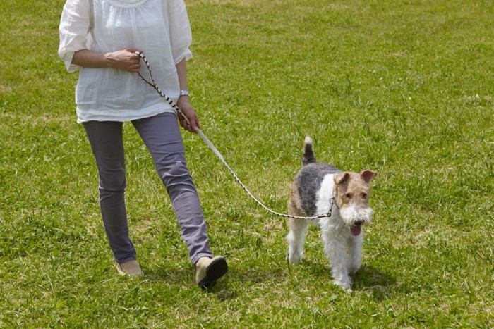 愛犬 散歩