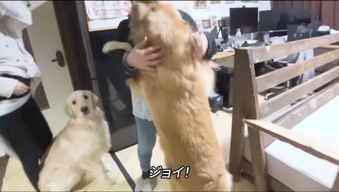 女性に飛びかかる兄犬