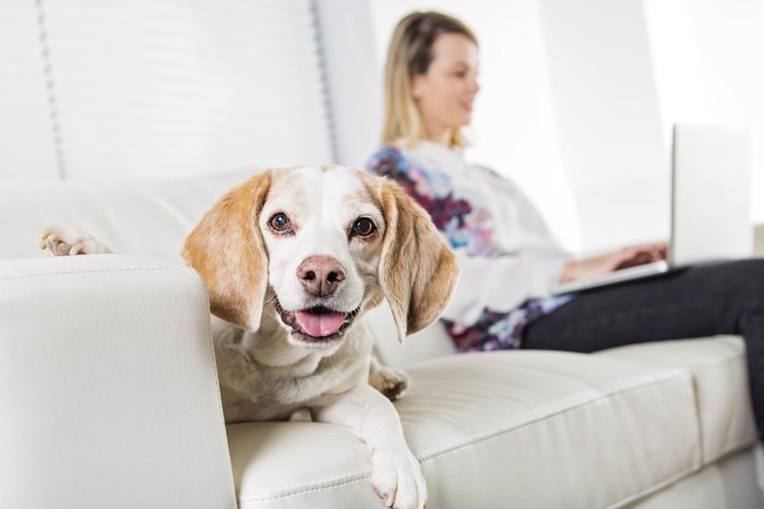 飼い主とソファーにいる犬