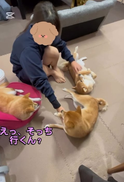 豆柴たちを順番に撫でる次女