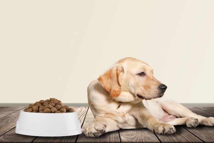 ドッグフードを食べない犬