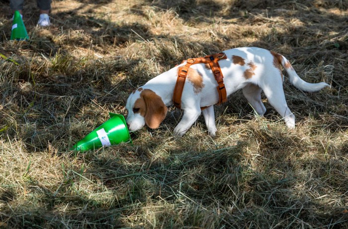 緑のコーンの匂いをかぐ犬