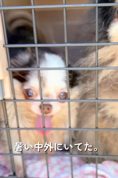 炎天下に放置されたわんこ