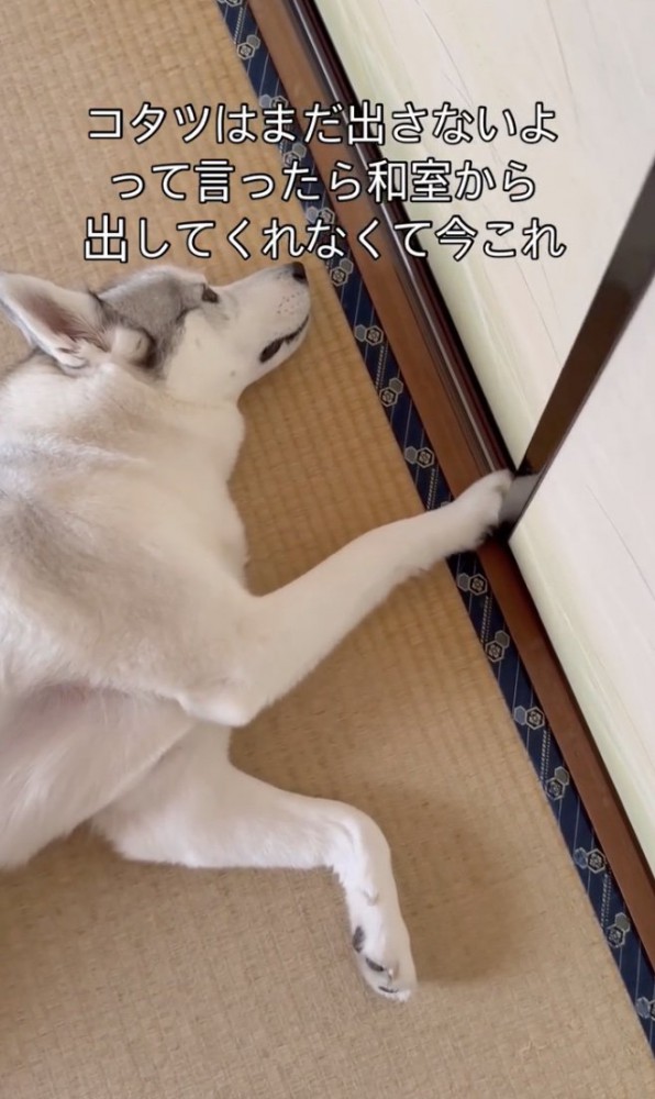 きっともうすぐ出てくるよ！