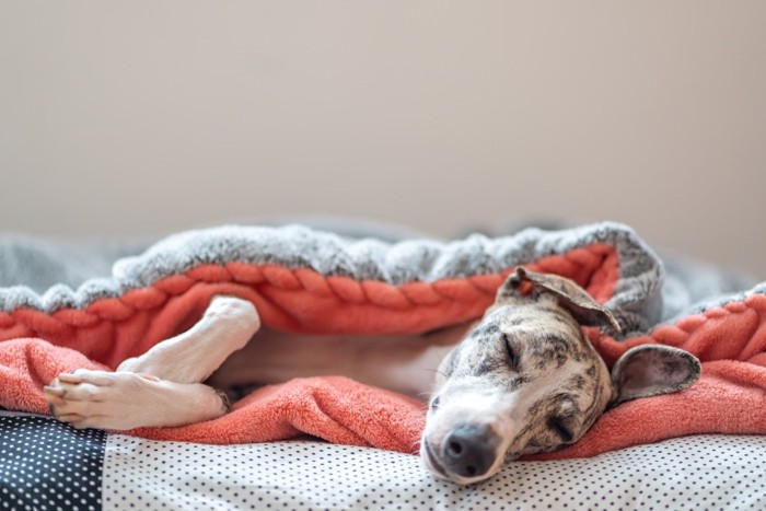 毛布にくるまって寝ている犬