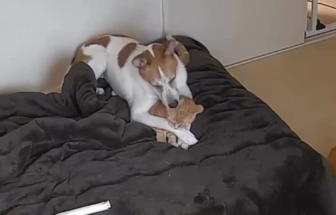 猫さんもうっとり♡