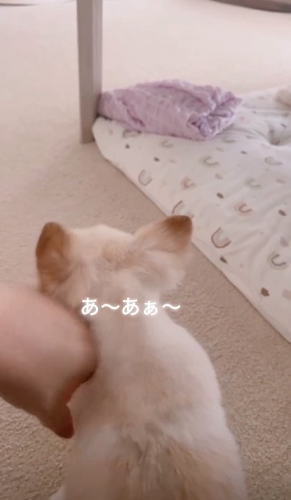 声が出るうにちゃん その2