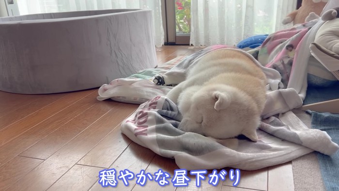 穏やかな昼下がり…