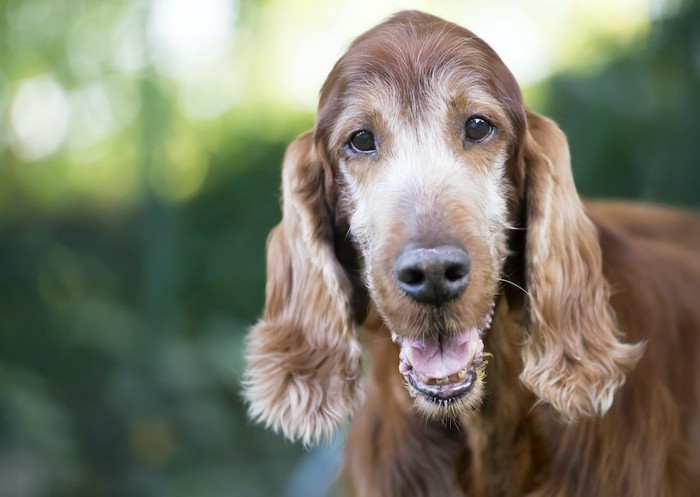 こちらを見つめる顔周りが白髪の垂れ耳の犬