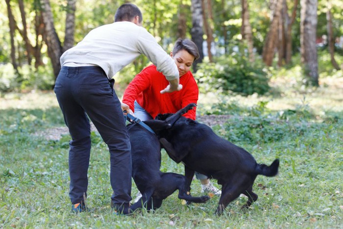 犬の喧嘩を止める人たち