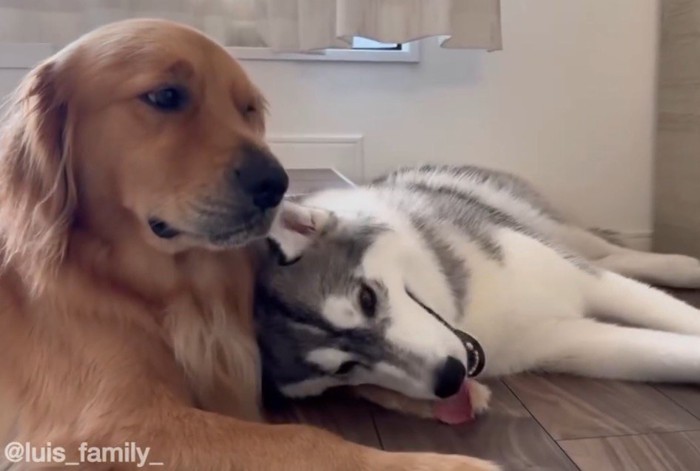 ゴールデンレトリバーの前足に頭を乗せてくつろぐハスキー犬