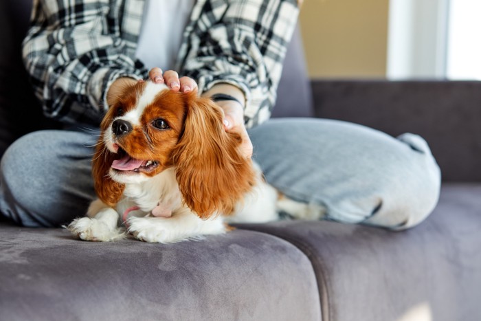 ソファの上で飼い主になでられながら一緒にくつろぐ犬