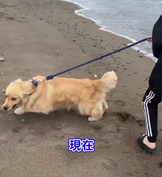 浜辺にいる大型犬