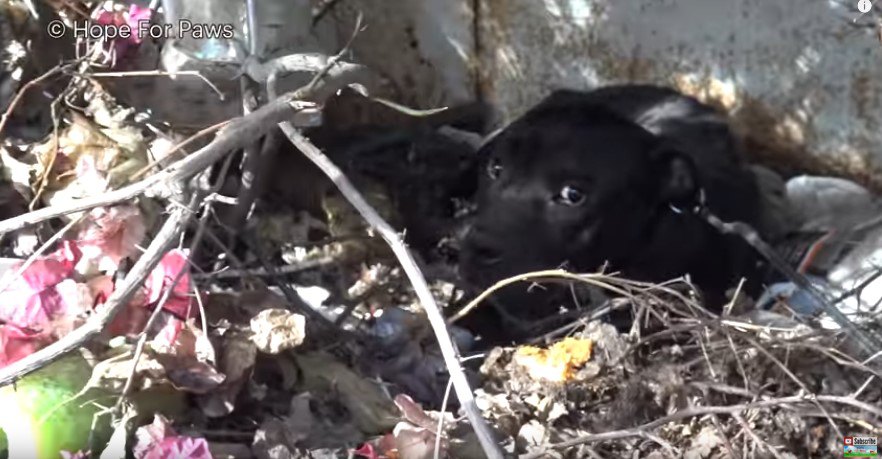 横目で見る犬