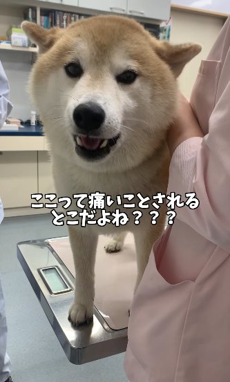 診察台の上で口を開ける柴犬「ここって痛いことされるとこだよね？？」