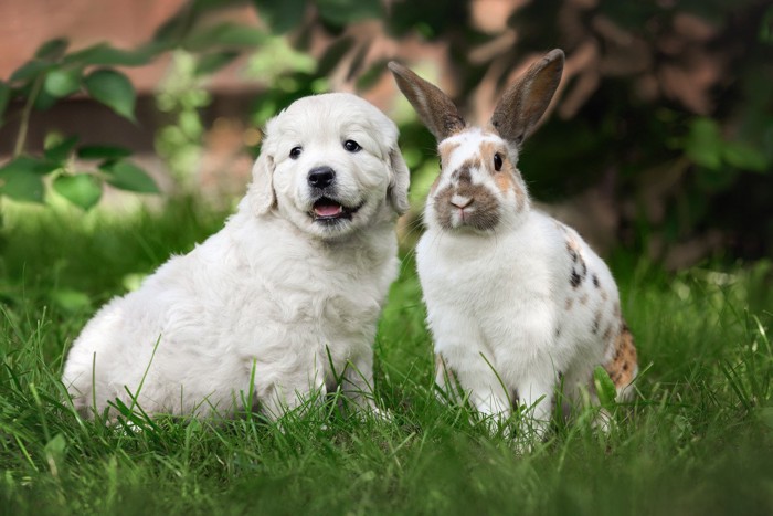 子犬とうさぎ