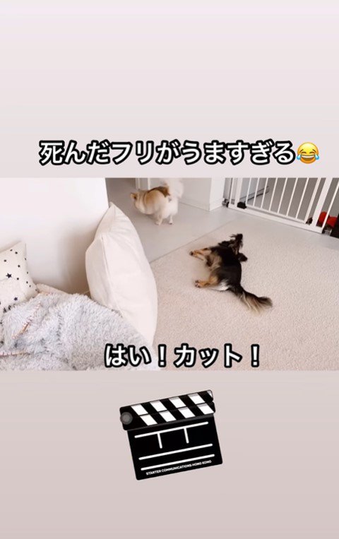 えびちゃんの死んだフリ8