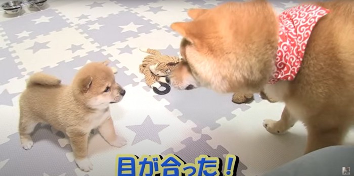 目が合う子犬と成犬（柴犬）