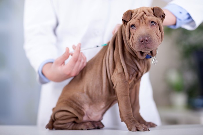 ワクチンを打たれている犬