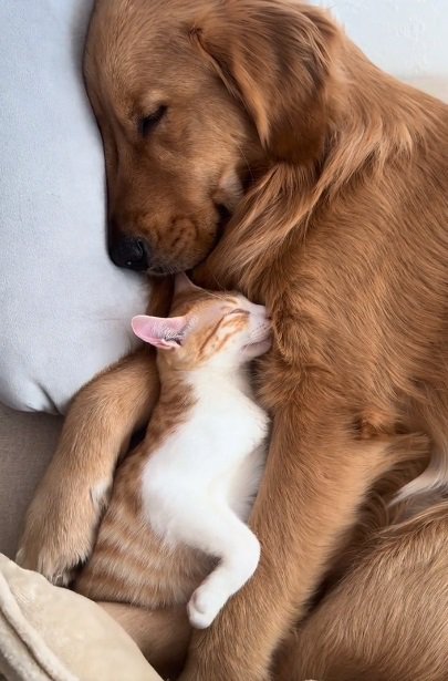 すっぽりはまる諭吉くん