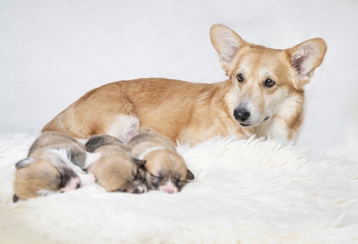 母犬と子犬