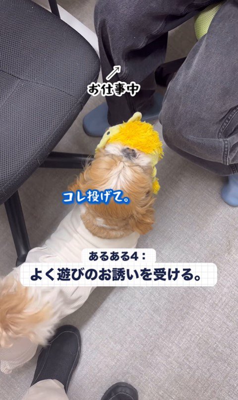 社員さんを歓迎するフクちゃん＆マロちゃん⑩
