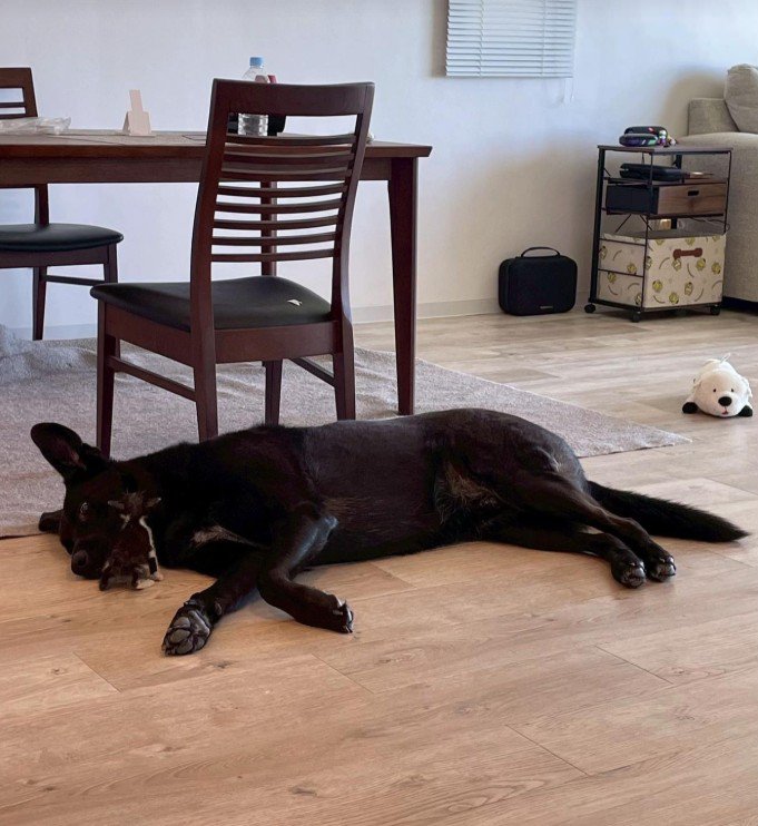 キングくんと子猫3