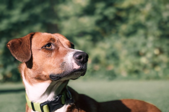 振り向く犬