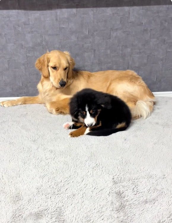 腰を下ろす子犬