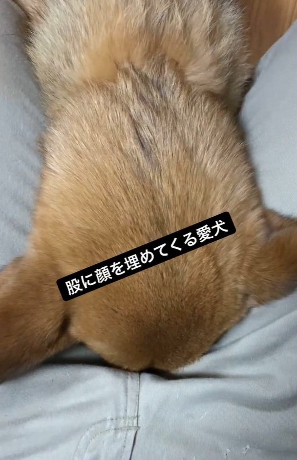 股に顔をうずめるわんこ