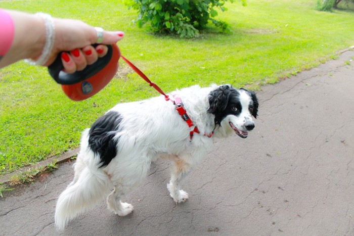 赤いフレキシブルリードを付けた白黒の大型犬