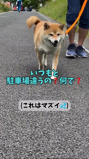 コンクリートの道を歩く犬