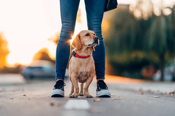 飼い主の足の間で周りを見渡す犬