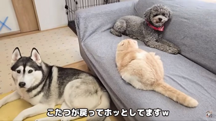 ホッとする3匹