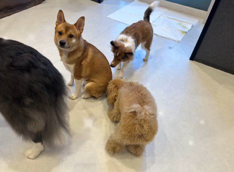 他の犬に匂いを嗅がれる犬