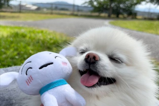 ポメ