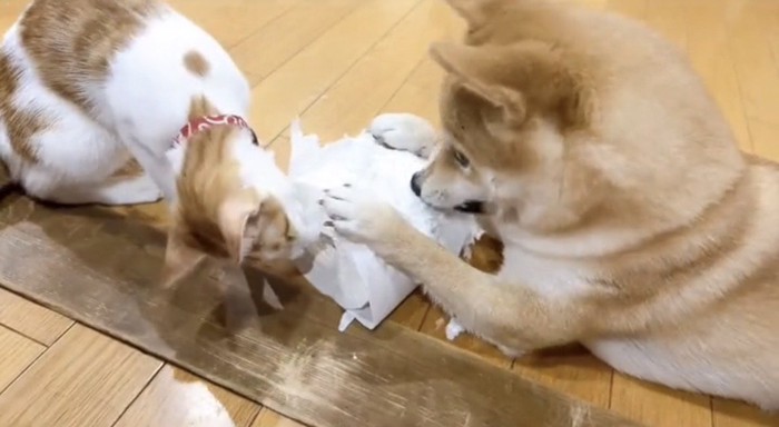 紙で遊ぶ犬と子猫