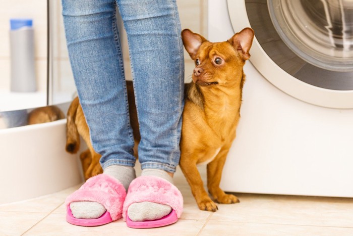 しっぽを下げて人の足元に隠れている犬