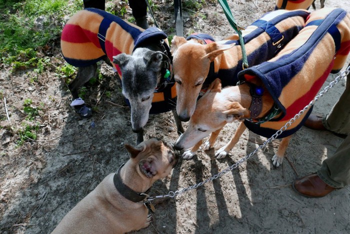 犬の散歩仲間