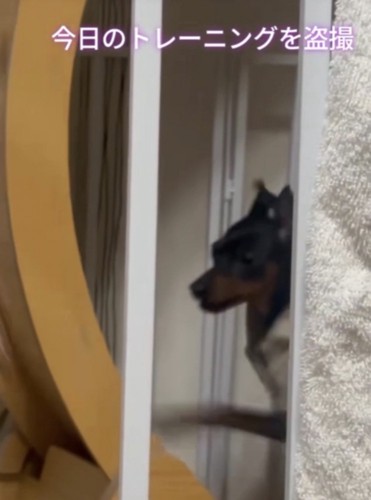 キャットホイールで走る犬