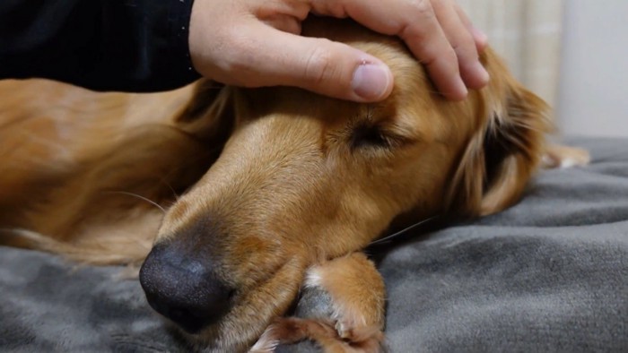 一緒に寝るよもぎちゃんと飼い主さん10