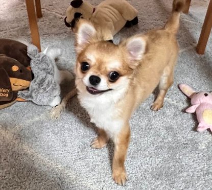 キリッ