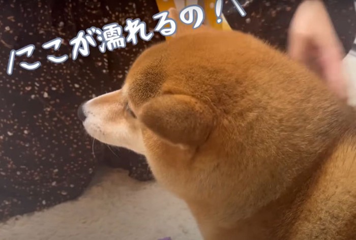 説得される犬