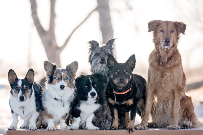 雑種を含むさまざまな犬たち