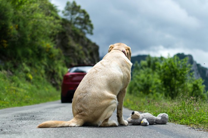 ぬいぐるみと一緒に道路に置き去りにされた犬