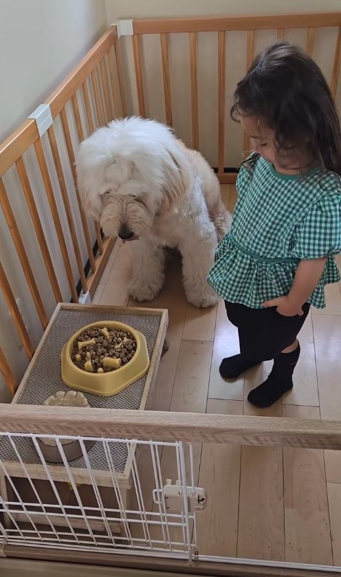 ご飯の前で舌を出す犬と隣に立つ子供