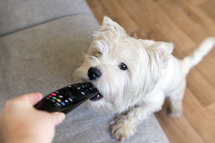 飼い主の持つリモコンを噛む犬