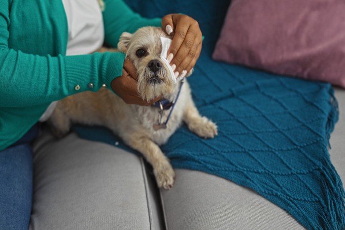 犬の目をこする飼い主